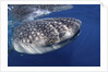 Whale shark (Rhincodon typus) by Anonymous