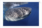 Whale shark (Rhincodon typus) by Anonymous