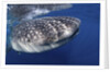 Whale shark (Rhincodon typus) by Anonymous