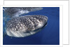 Whale shark (Rhincodon typus) by Anonymous