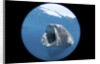 Whale shark (Rhincodon typus) by Anonymous