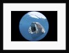 Whale shark (Rhincodon typus) by Anonymous