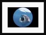 Whale shark (Rhincodon typus) by Anonymous