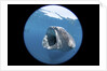 Whale shark (Rhincodon typus) by Anonymous