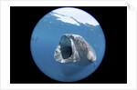 Whale shark (Rhincodon typus) by Anonymous