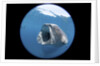 Whale shark (Rhincodon typus) by Anonymous