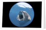 Whale shark (Rhincodon typus) by Anonymous