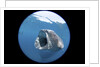 Whale shark (Rhincodon typus) by Anonymous
