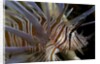 Close-up of Red lionfish (Pterois volitans) by Anonymous
