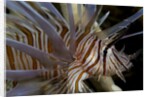 Close-up of Red lionfish (Pterois volitans) by Anonymous