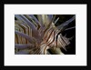 Close-up of Red lionfish (Pterois volitans) by Anonymous