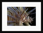 Close-up of Red lionfish (Pterois volitans) by Anonymous