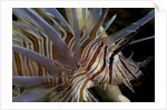 Close-up of Red lionfish (Pterois volitans) by Anonymous