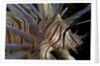 Close-up of Red lionfish (Pterois volitans) by Anonymous