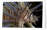 Close-up of Red lionfish (Pterois volitans) by Anonymous