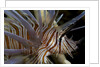 Close-up of Red lionfish (Pterois volitans) by Anonymous