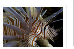 Close-up of Red lionfish (Pterois volitans) by Anonymous