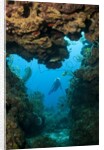 Diver seen through opening in coral reef by Anonymous