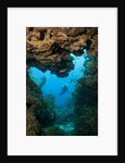 Diver seen through opening in coral reef by Anonymous