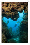 Diver seen through opening in coral reef by Anonymous