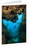 Diver seen through opening in coral reef by Anonymous