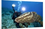 Photographer and Nassau Grouper by Anonymous