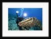 Photographer and Nassau Grouper by Anonymous