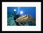 Photographer and Nassau Grouper by Anonymous