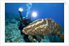 Photographer and Nassau Grouper by Anonymous