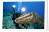 Photographer and Nassau Grouper by Anonymous