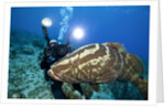 Photographer and Nassau Grouper by Anonymous