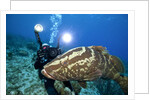 Photographer and Nassau Grouper by Anonymous