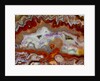 Zig Zag Pattern Crazy Lace Agate by Anonymous