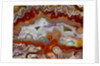 Zig Zag Pattern Crazy Lace Agate by Anonymous