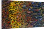 Colorful Petrified Dino Bone by Anonymous