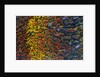 Colorful Petrified Dino Bone by Anonymous