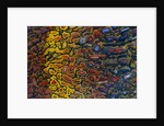 Colorful Petrified Dino Bone by Anonymous