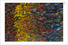 Colorful Petrified Dino Bone by Anonymous