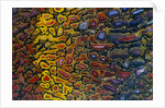 Colorful Petrified Dino Bone by Anonymous