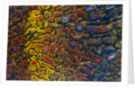 Colorful Petrified Dino Bone by Anonymous
