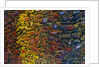 Colorful Petrified Dino Bone by Anonymous