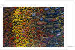 Colorful Petrified Dino Bone by Anonymous