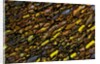 Colorful Petrified Dino Bone by Anonymous