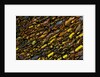 Colorful Petrified Dino Bone by Anonymous