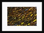 Colorful Petrified Dino Bone by Anonymous