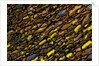 Colorful Petrified Dino Bone by Anonymous
