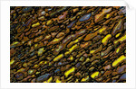 Colorful Petrified Dino Bone by Anonymous