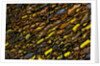 Colorful Petrified Dino Bone by Anonymous