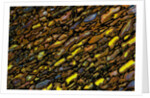 Colorful Petrified Dino Bone by Anonymous