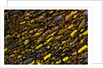 Colorful Petrified Dino Bone by Anonymous